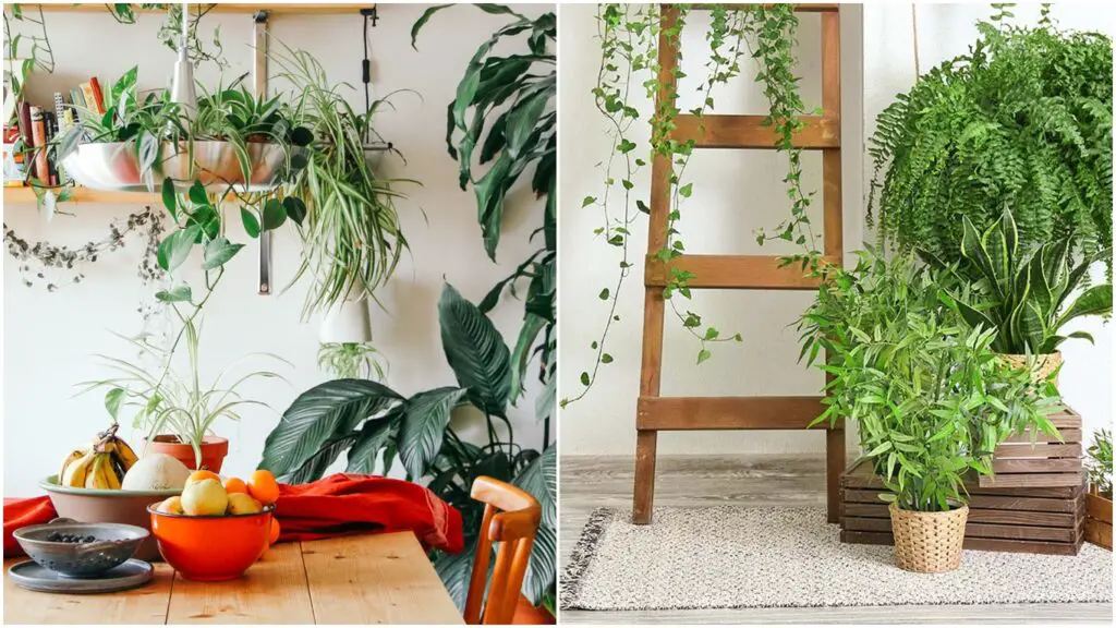 Planta trepadora interior