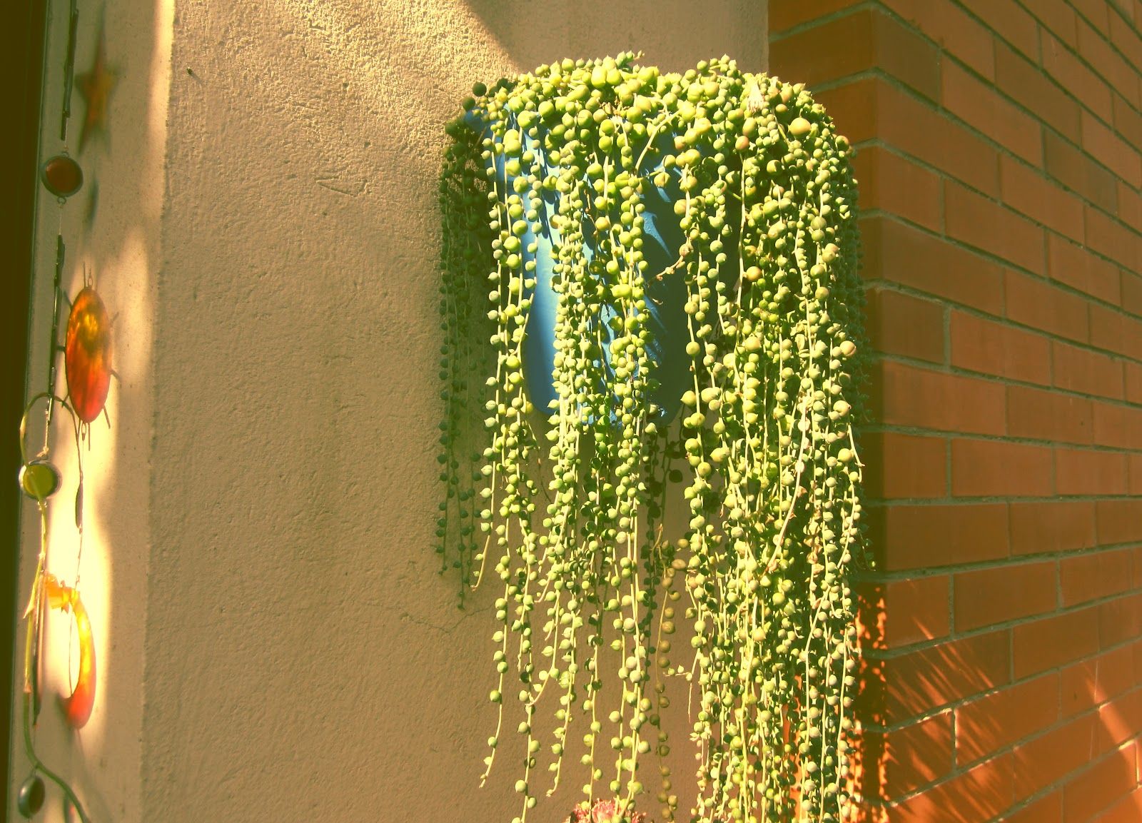 Planta trepadora interior 5