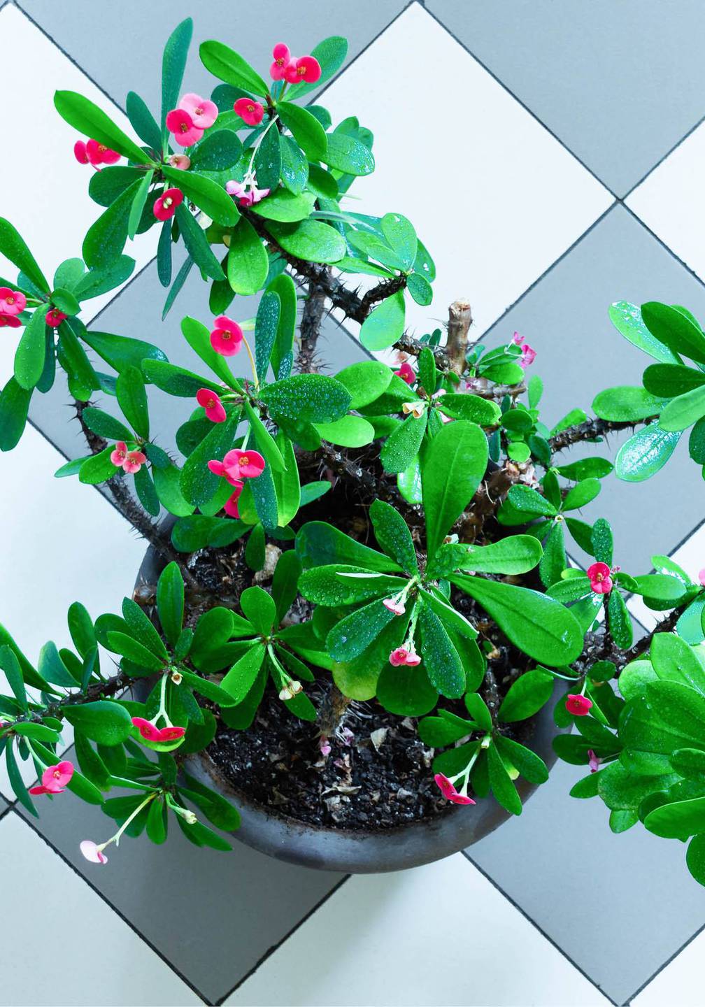 Plantas de interior con flores 10