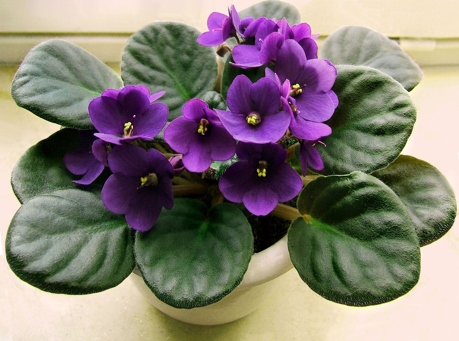 Plantas de interior con flores 11