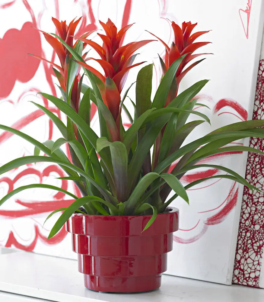 Plantas de interior con flores 12