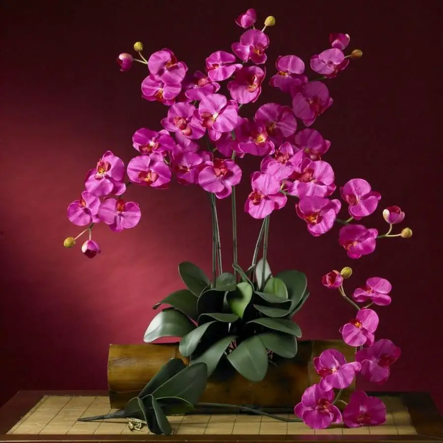 Plantas de interior con flores 2