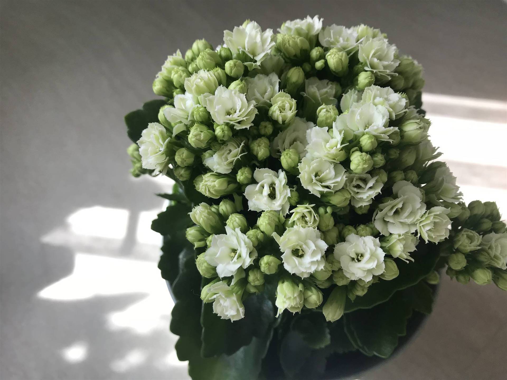 Plantas de interior con flores 3