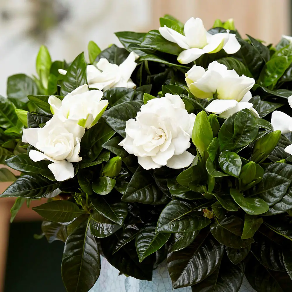 Plantas de interior con flores 7