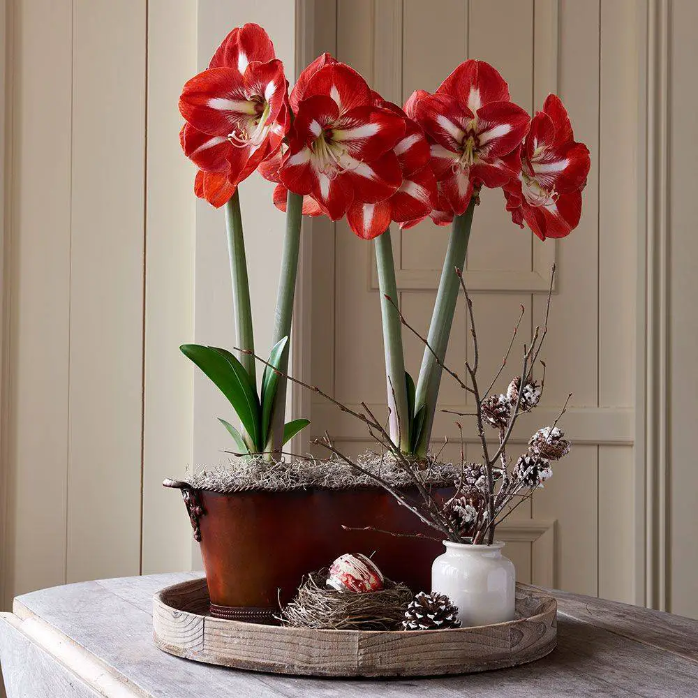 Plantas de interior con flores 8