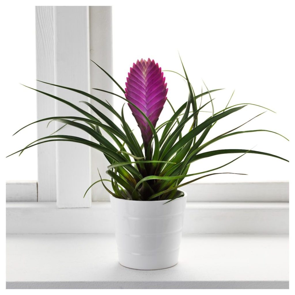 Plantas de interior con flores 9