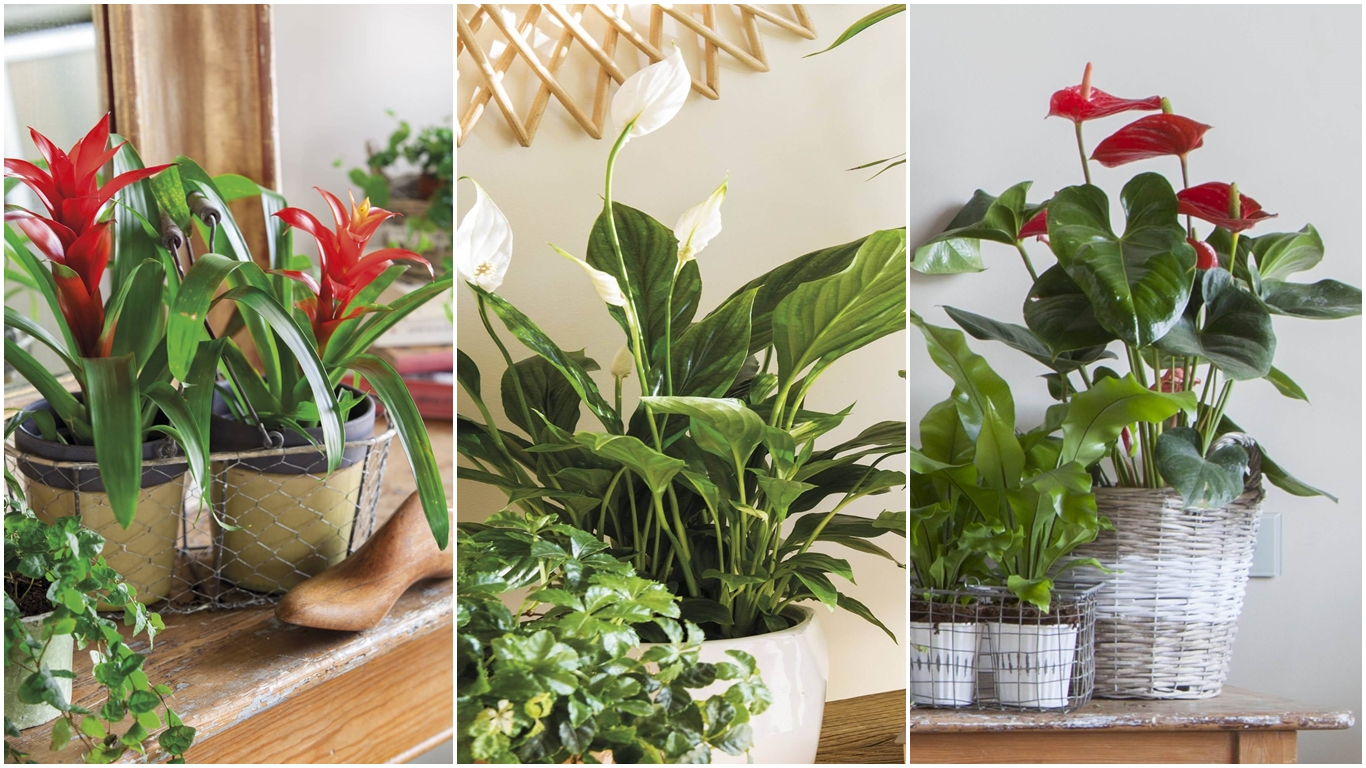 Plantas de interior con flores