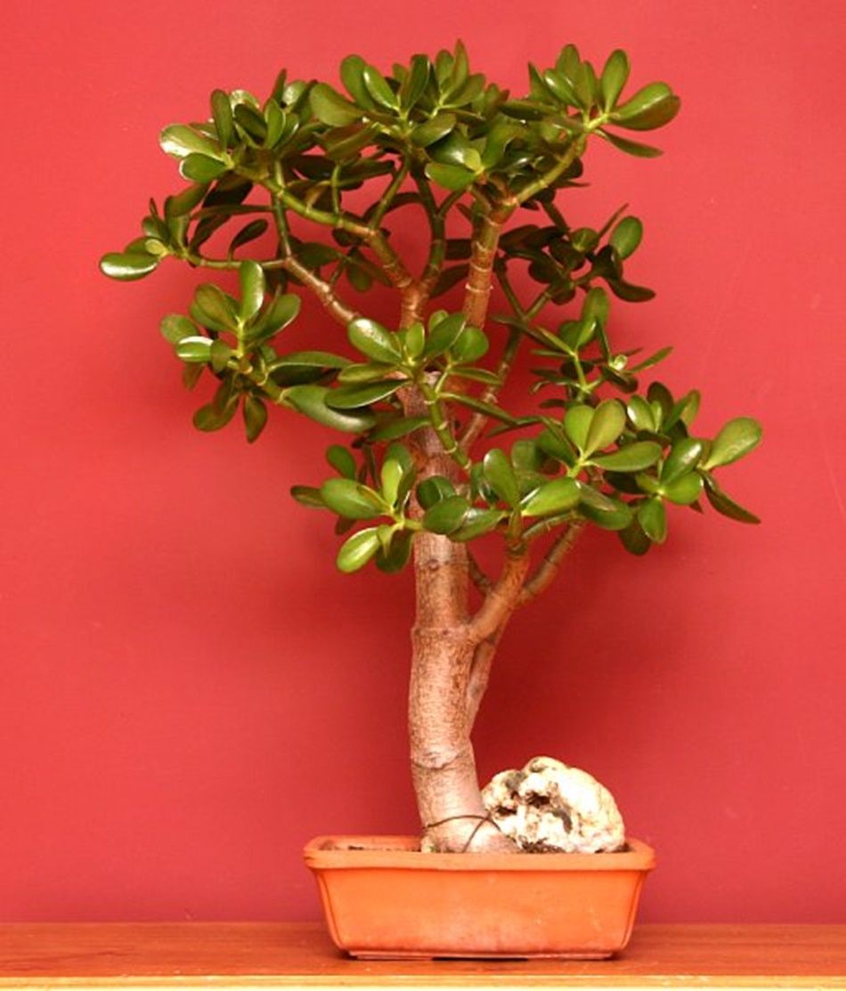 Plantas de interior nombres 1
