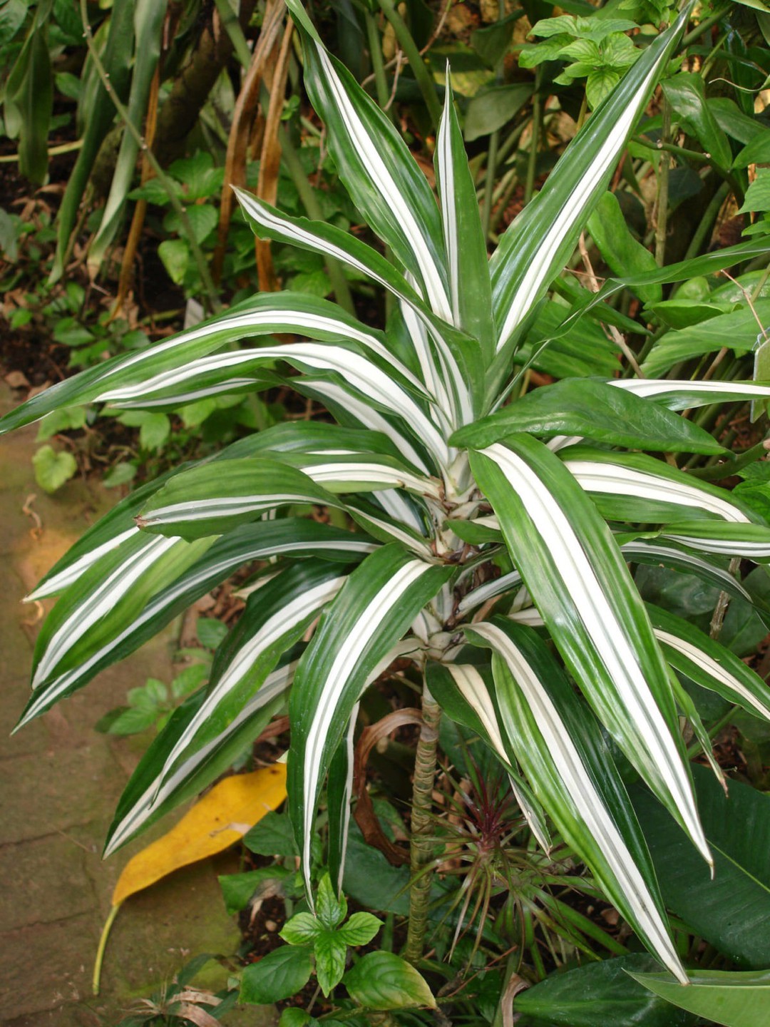Plantas de interior nombres 10