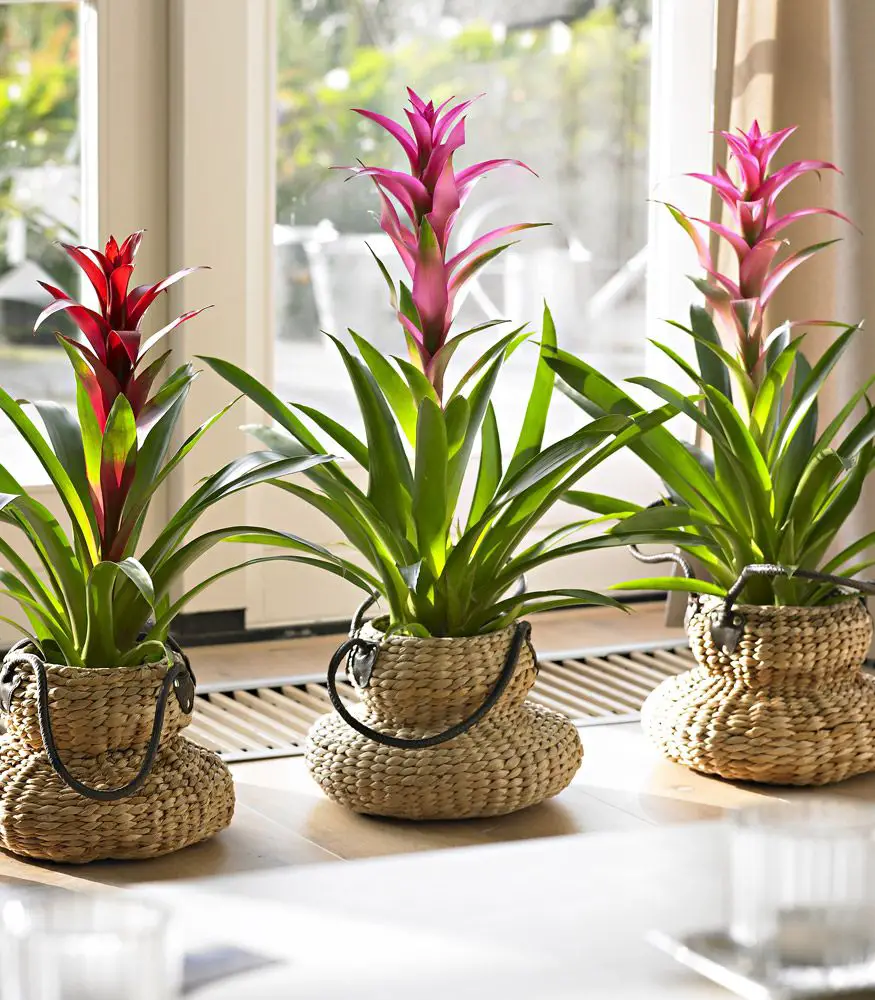 Plantas de interior nombres 11