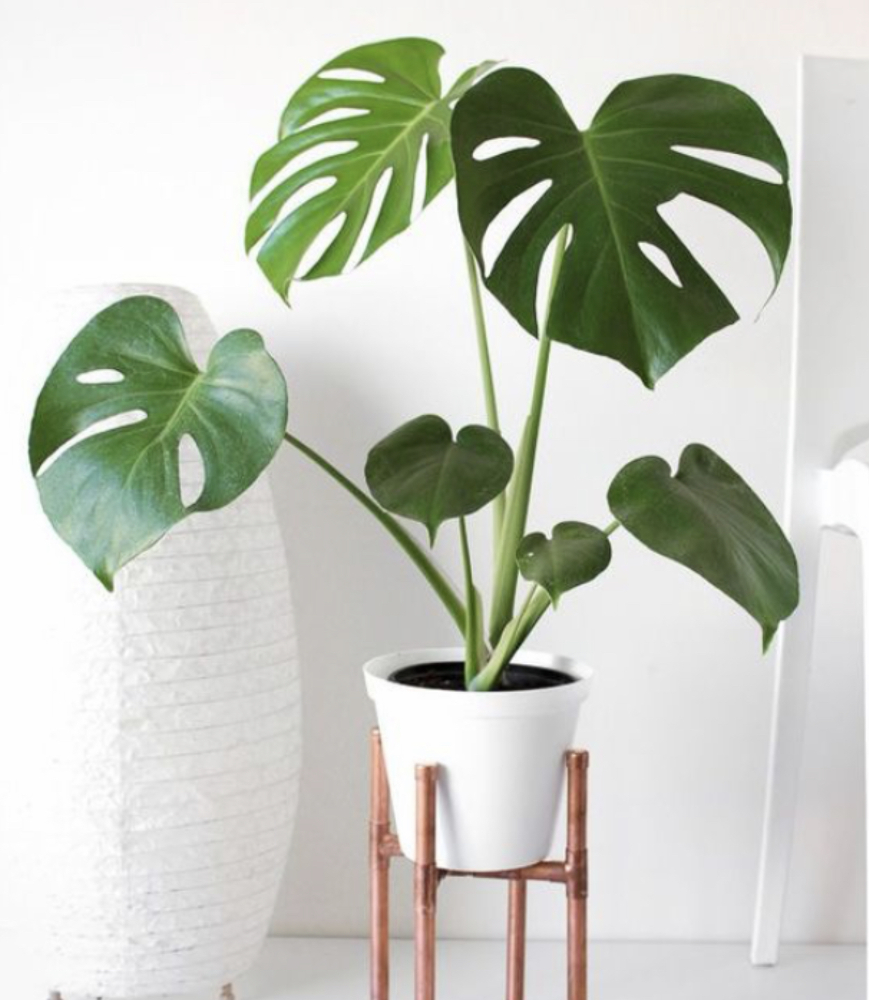 Plantas de interior nombres 2