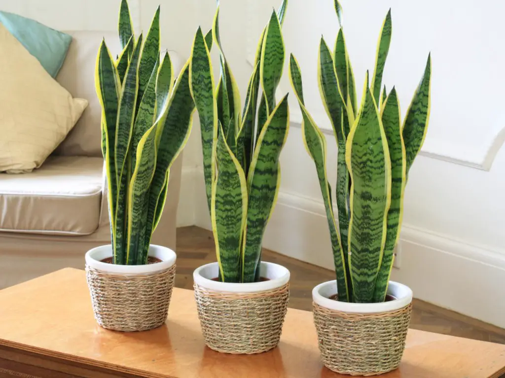 Plantas de interior nombres 3