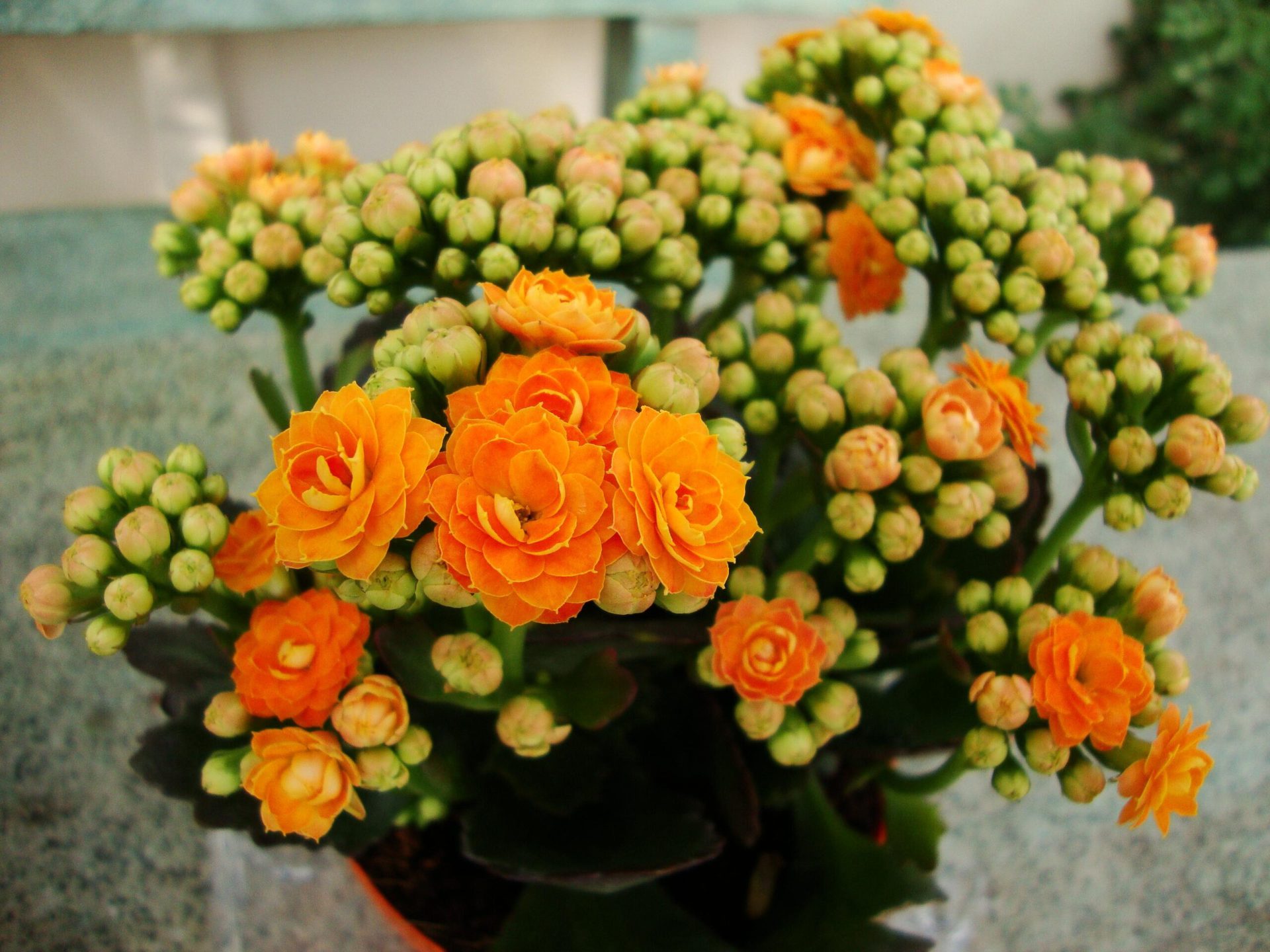 Plantas de interior nombres 4