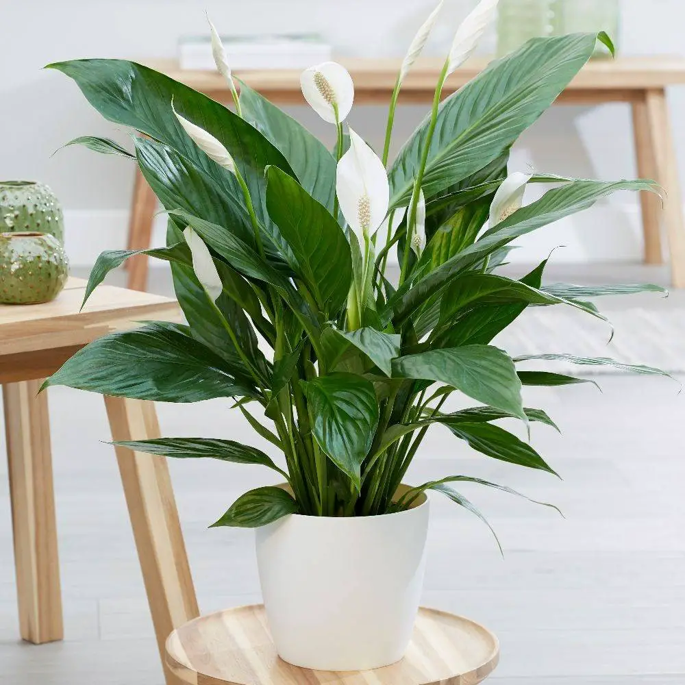 Plantas de interior nombres 5