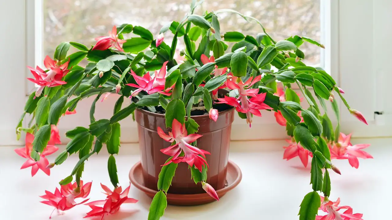 Plantas de interior nombres 7