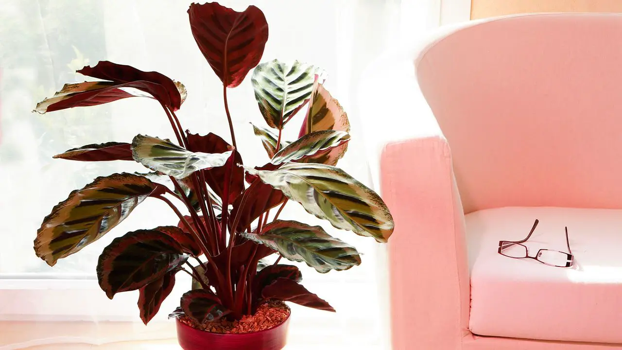 Plantas de interior nombres 8