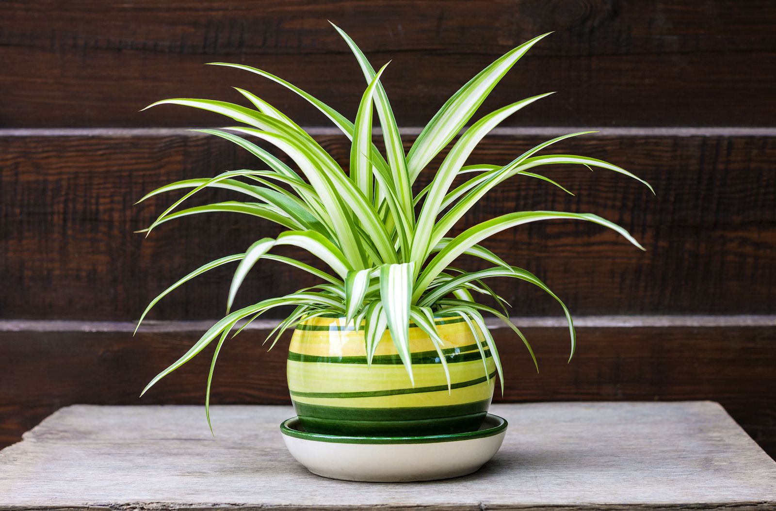 Plantas de interior nombres 9