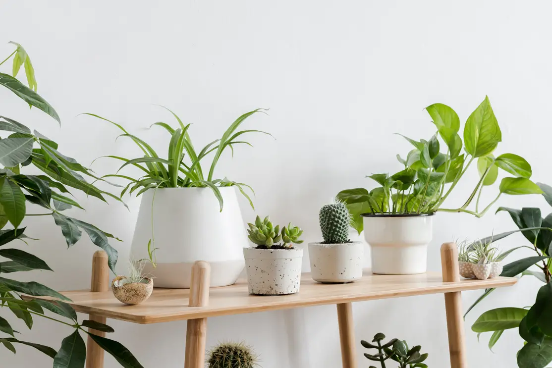 Plantas de interior nombres