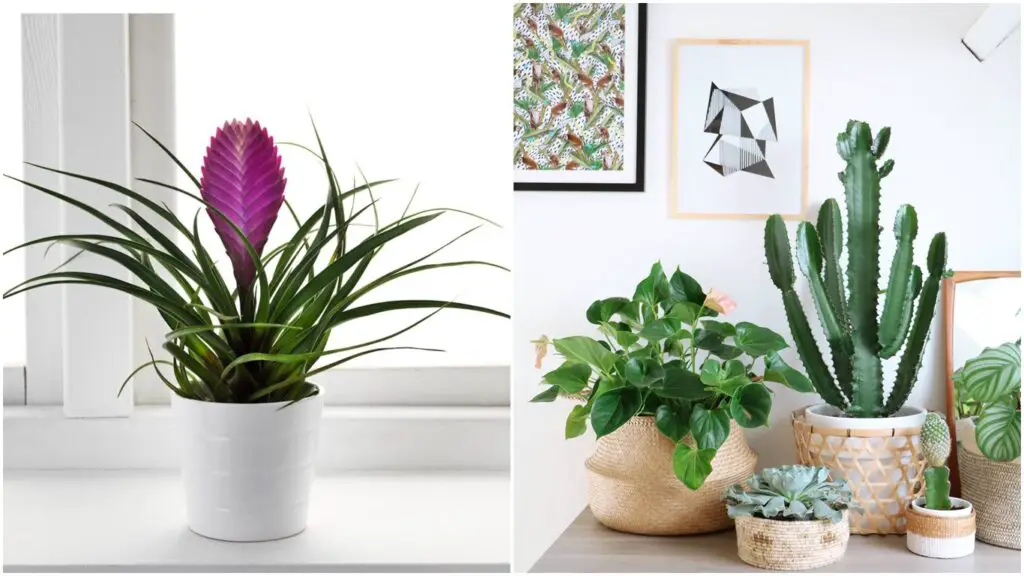 Plantas de interior pequeñas