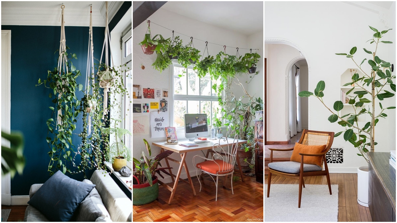 Plantas de interiores para casa