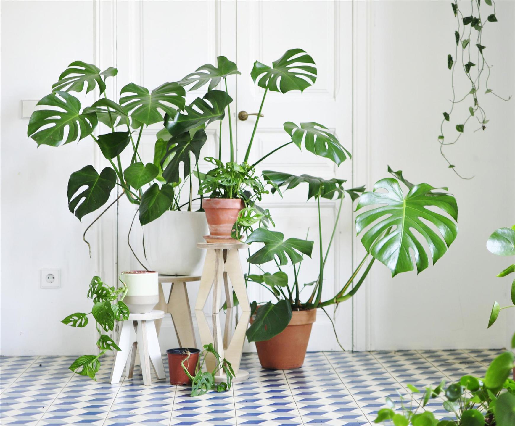 Plantas grandes de interior 1
