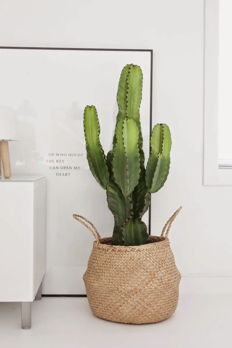 Plantas grandes de interior 10