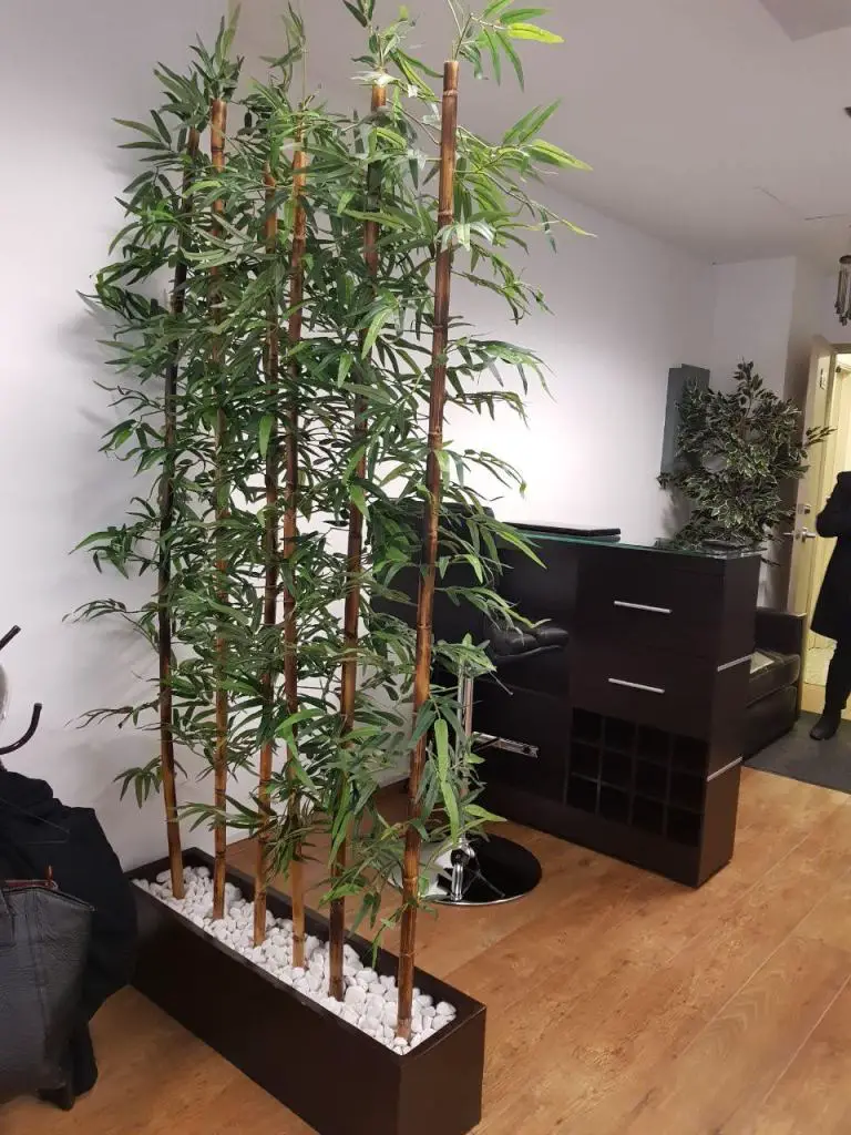 Plantas grandes de interior 11