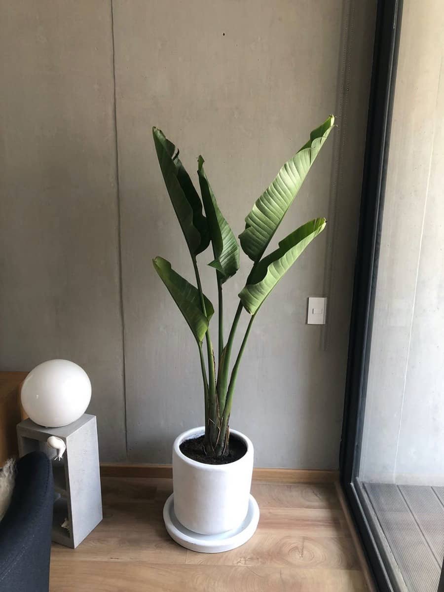 Plantas grandes de interior 12
