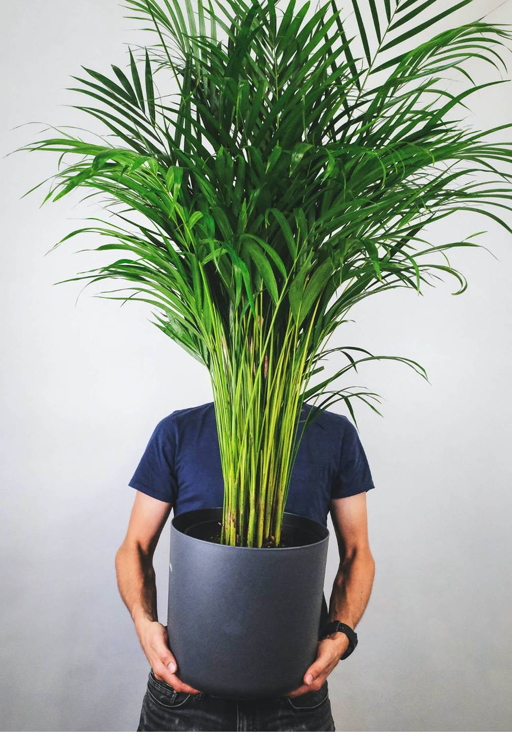 Plantas grandes de interior 2