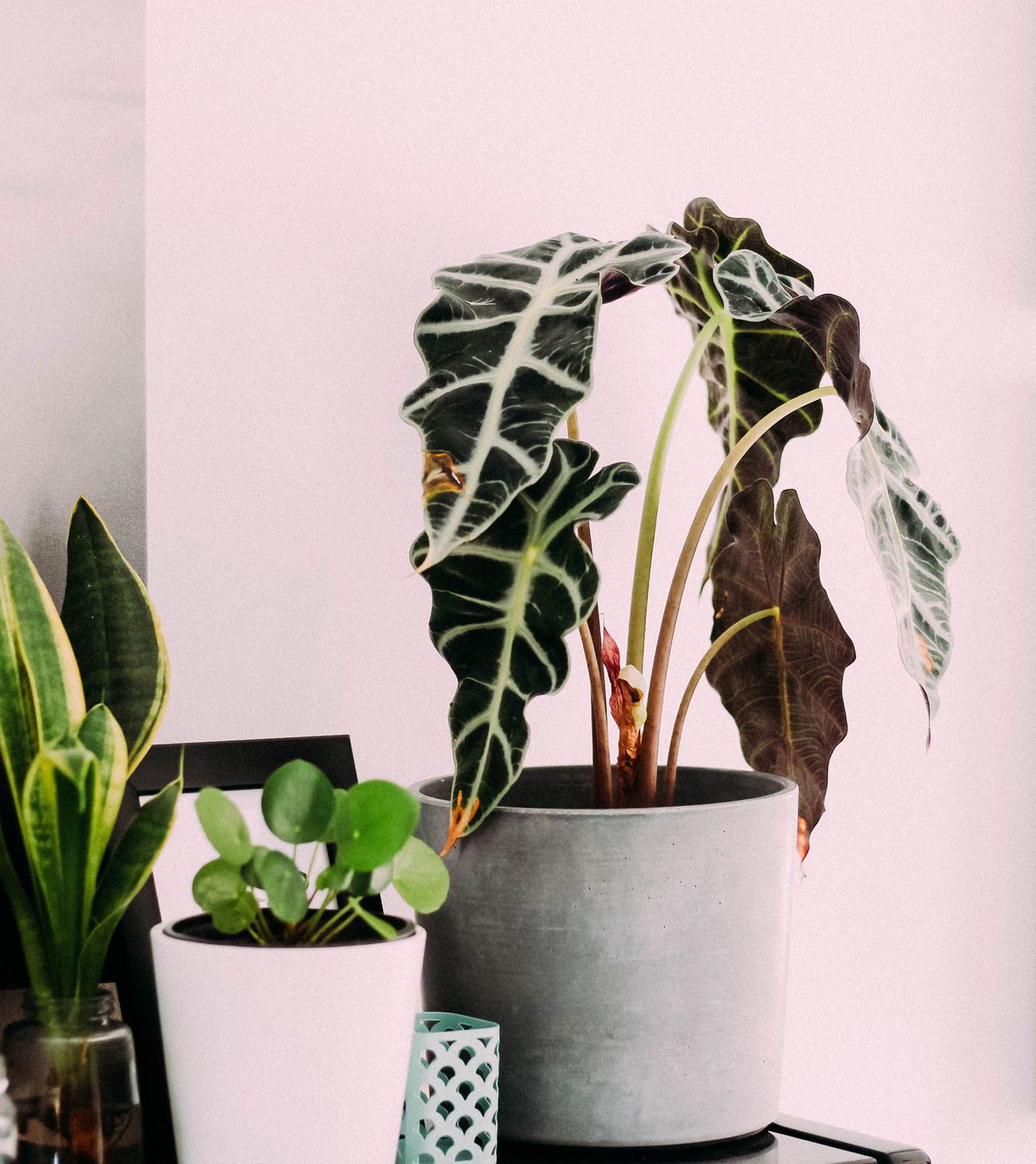 Plantas grandes de interior 3