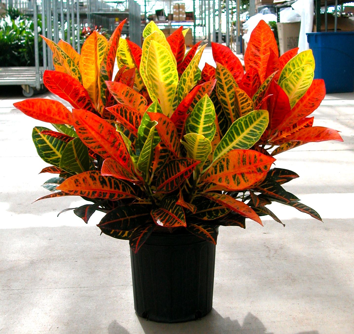 Plantas grandes de interior 5
