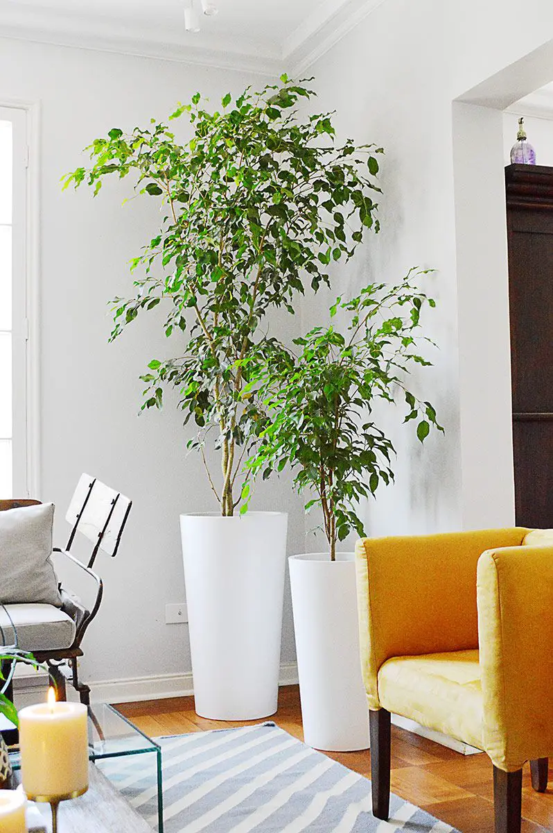 Plantas grandes de interior 6