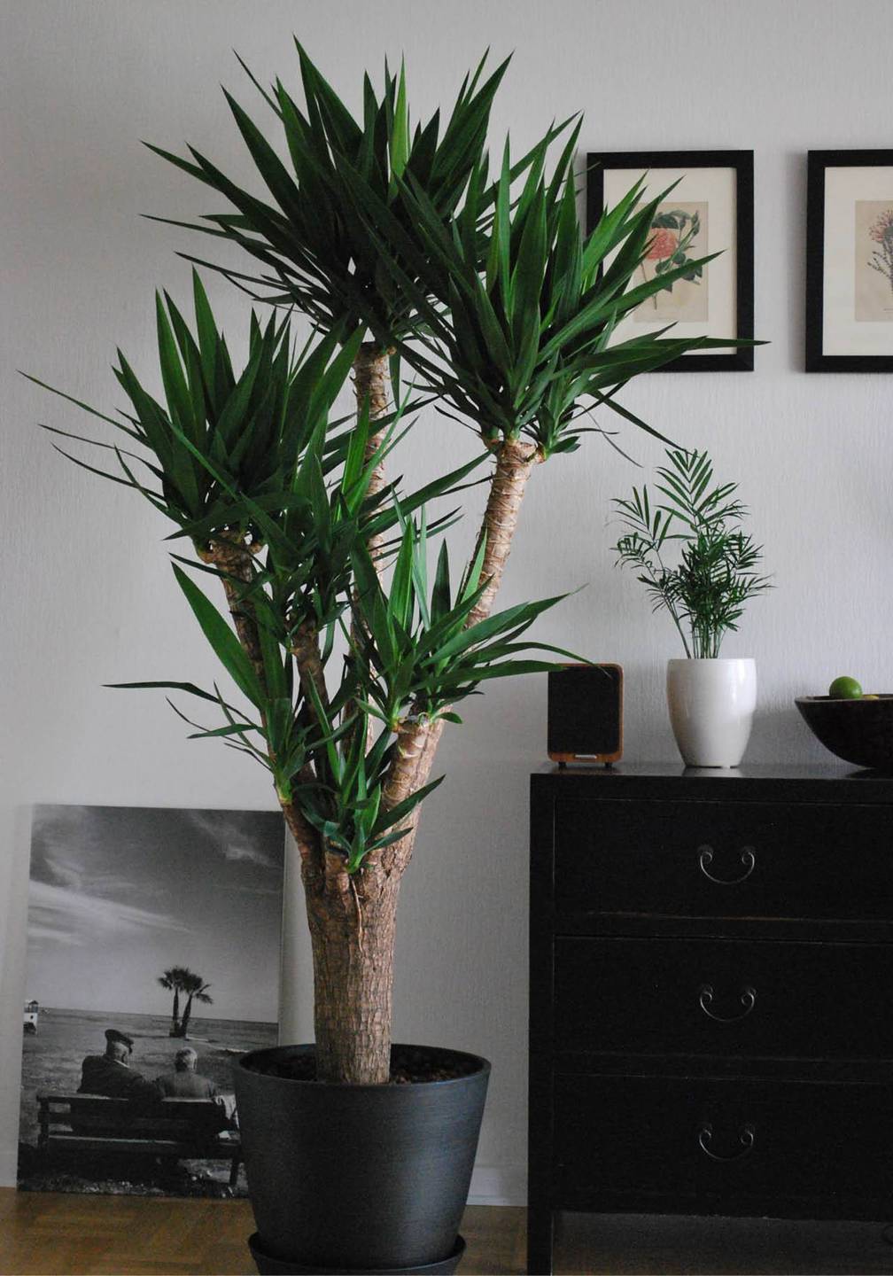 Plantas grandes de interior 7