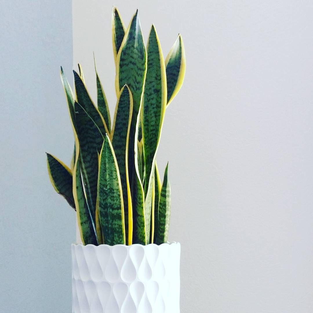 Plantas grandes de interior 8