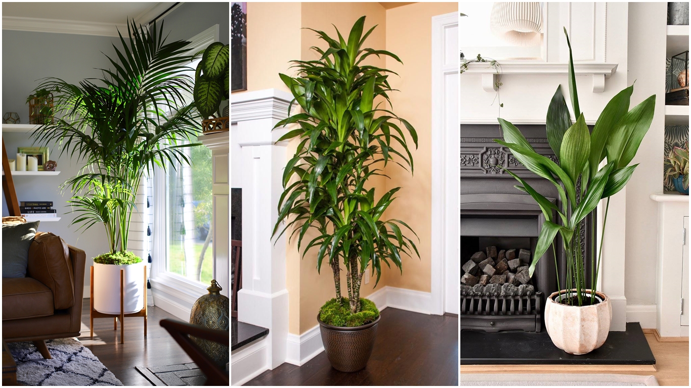 Plantas grandes de interior