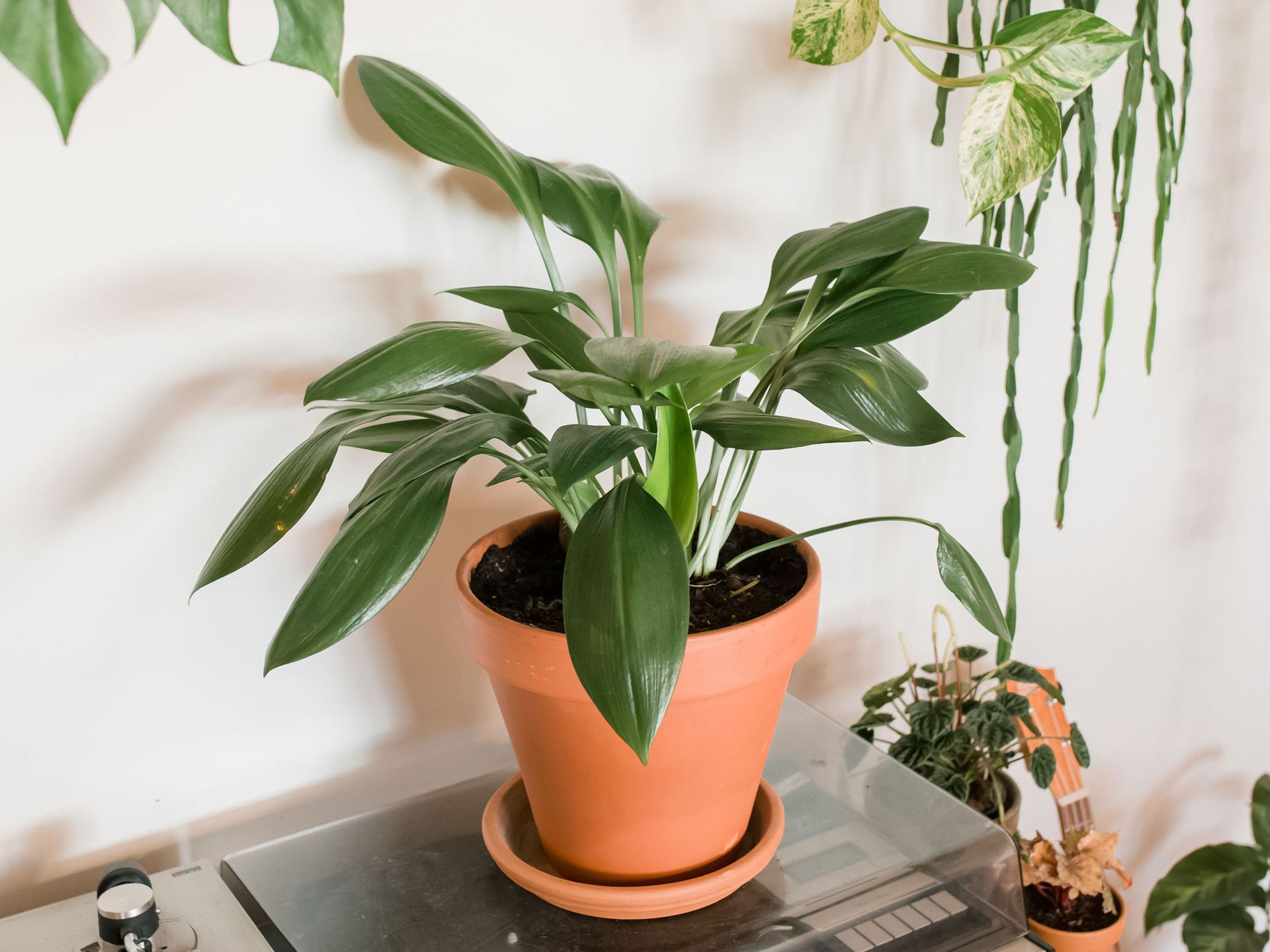 decoración con plantas de interior 1