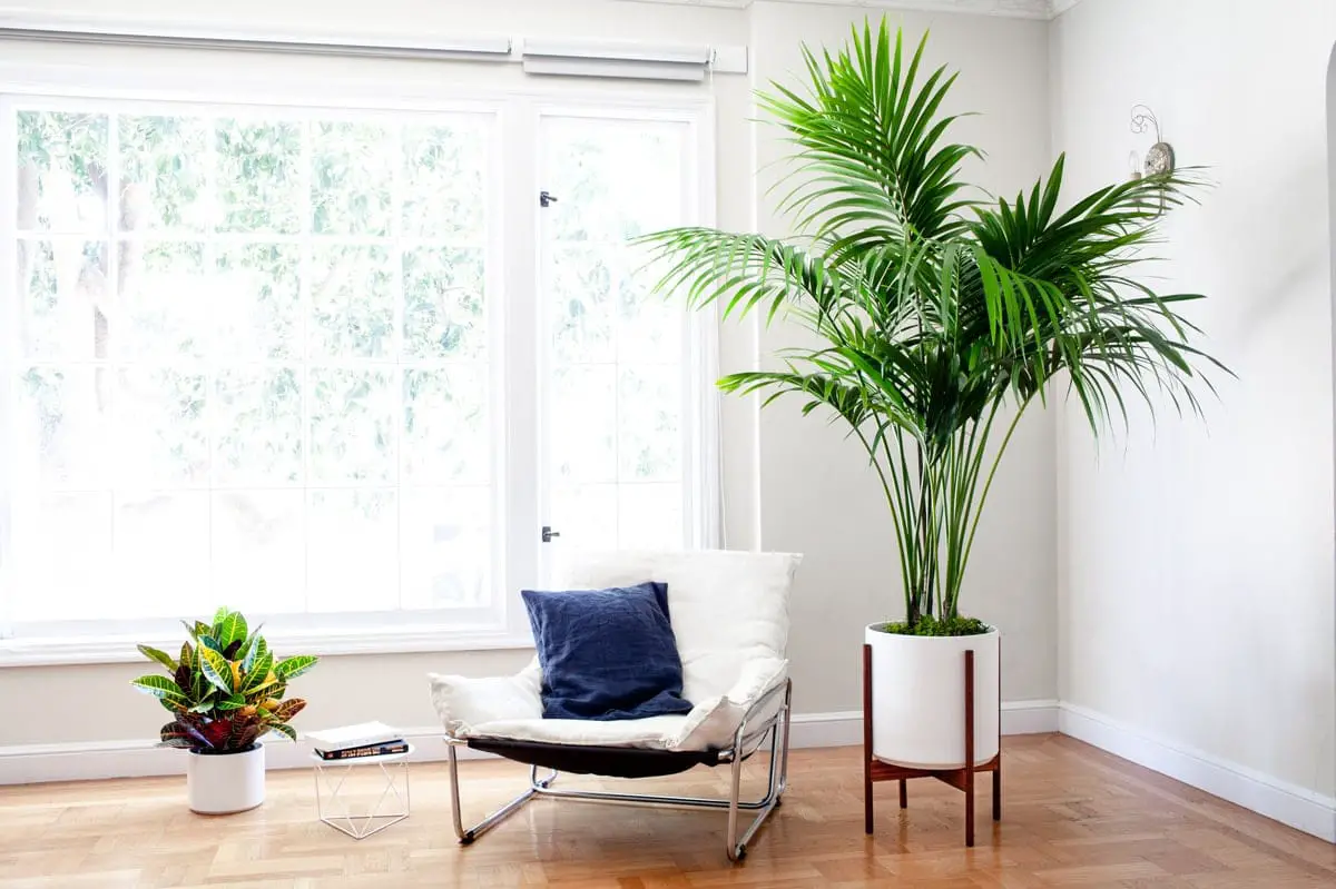 decoración con plantas de interior 10