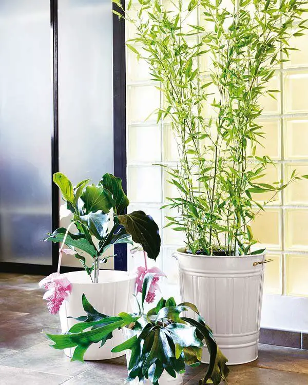 decoración con plantas de interior 11