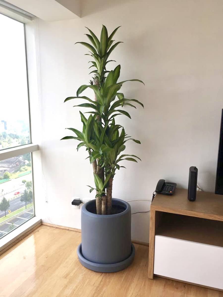 decoración con plantas de interior 3