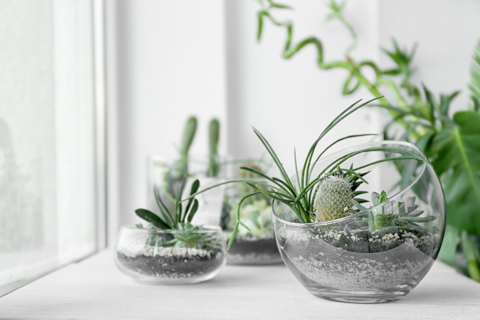 decoración con plantas de interior 6