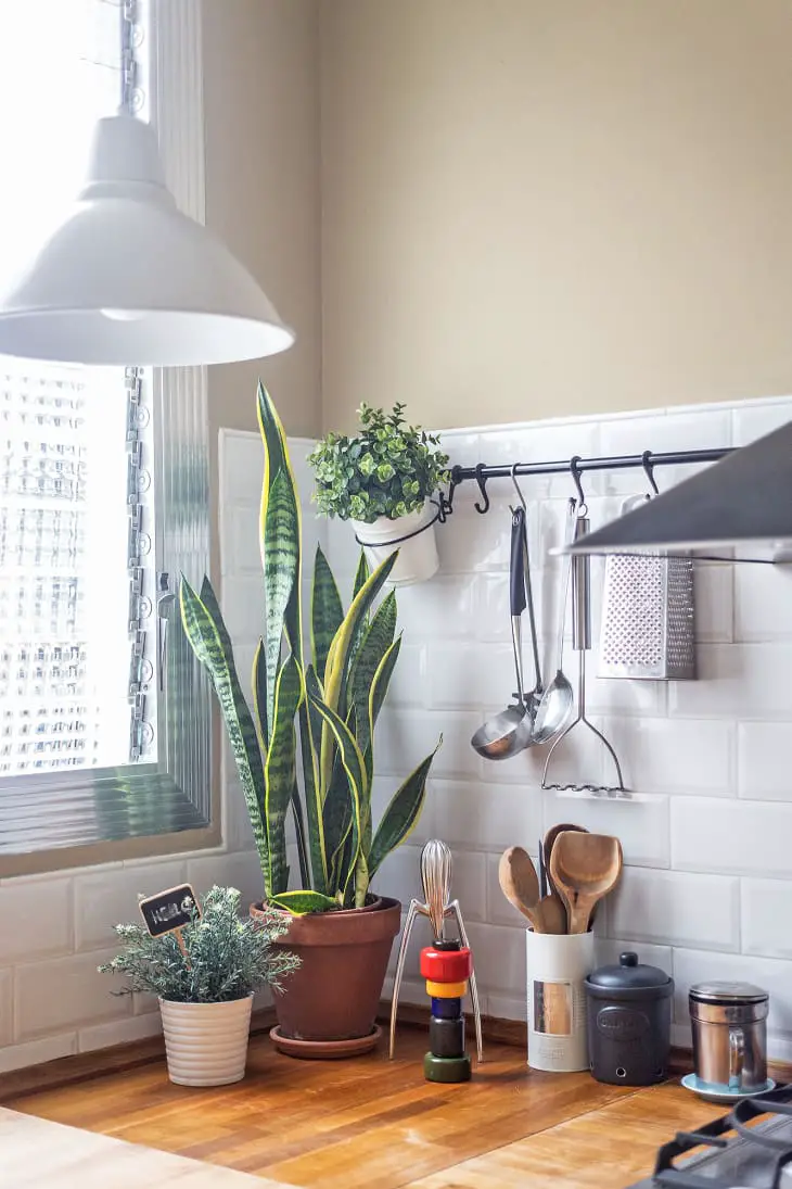 decoración con plantas de interior 8