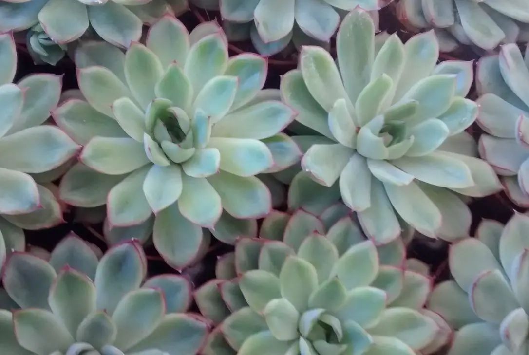 plantas de interior pequeñas 1