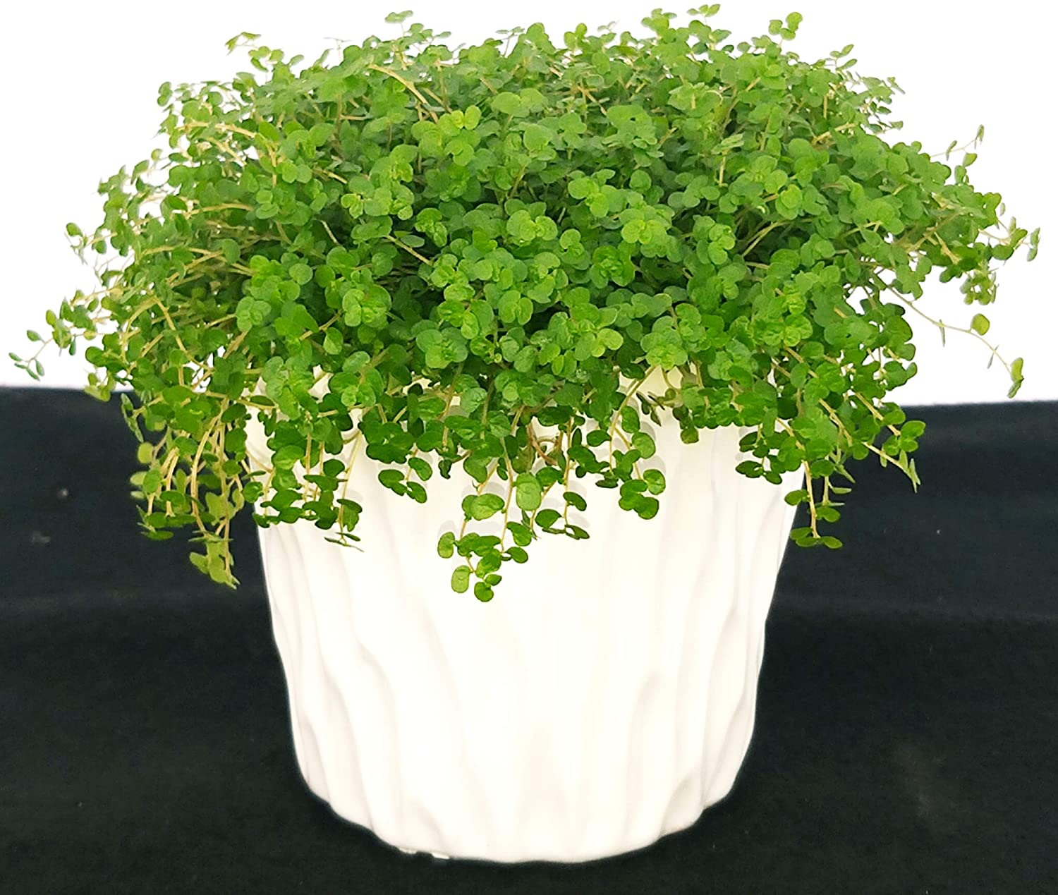 plantas de interior pequeñas 10