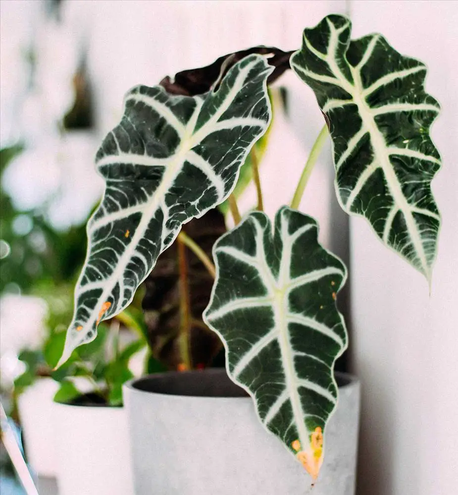 plantas de interior pequeñas 4