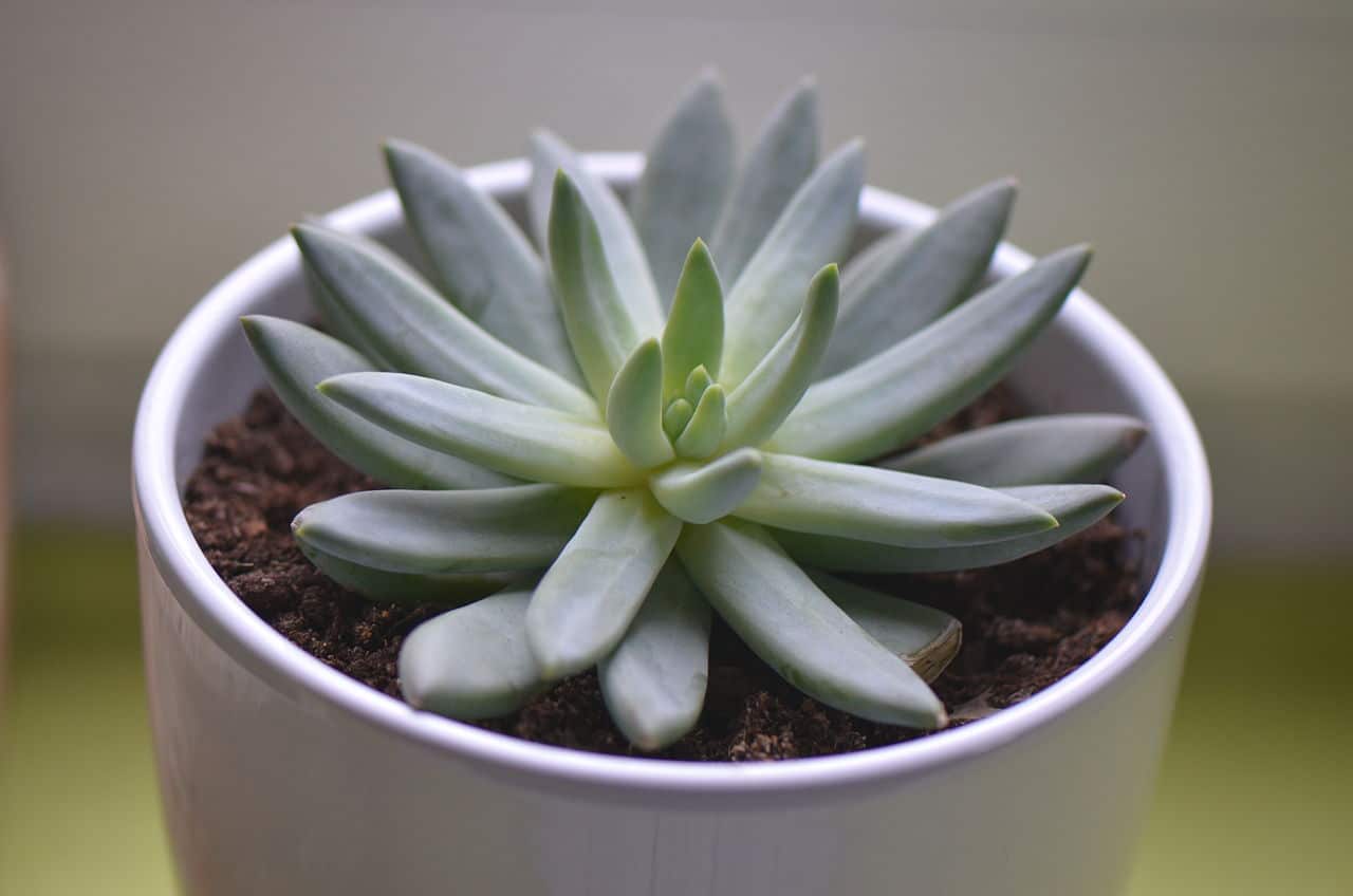 plantas de interior pequeñas 9