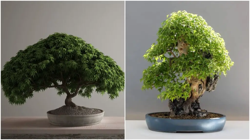 Adéntrate en el mundo de las decoraciones naturales y conoce la maravillosa elegancia que un bonsai de interior puede brindar a tus espacios