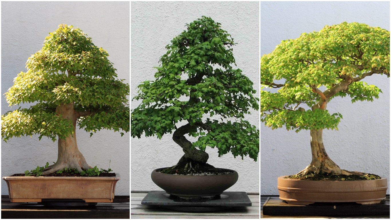 Bonsai de interior