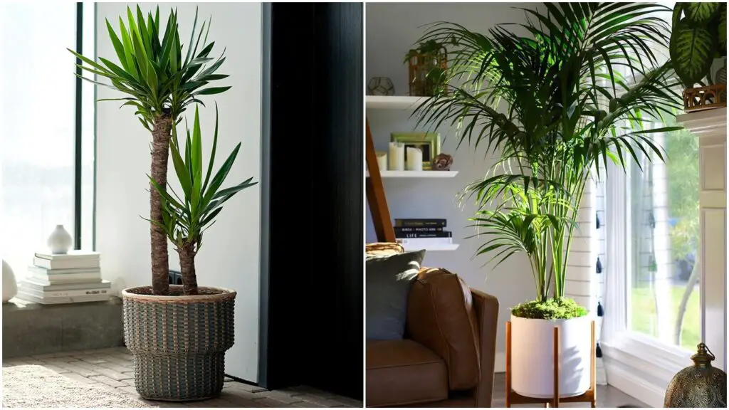 Planta verde de interior