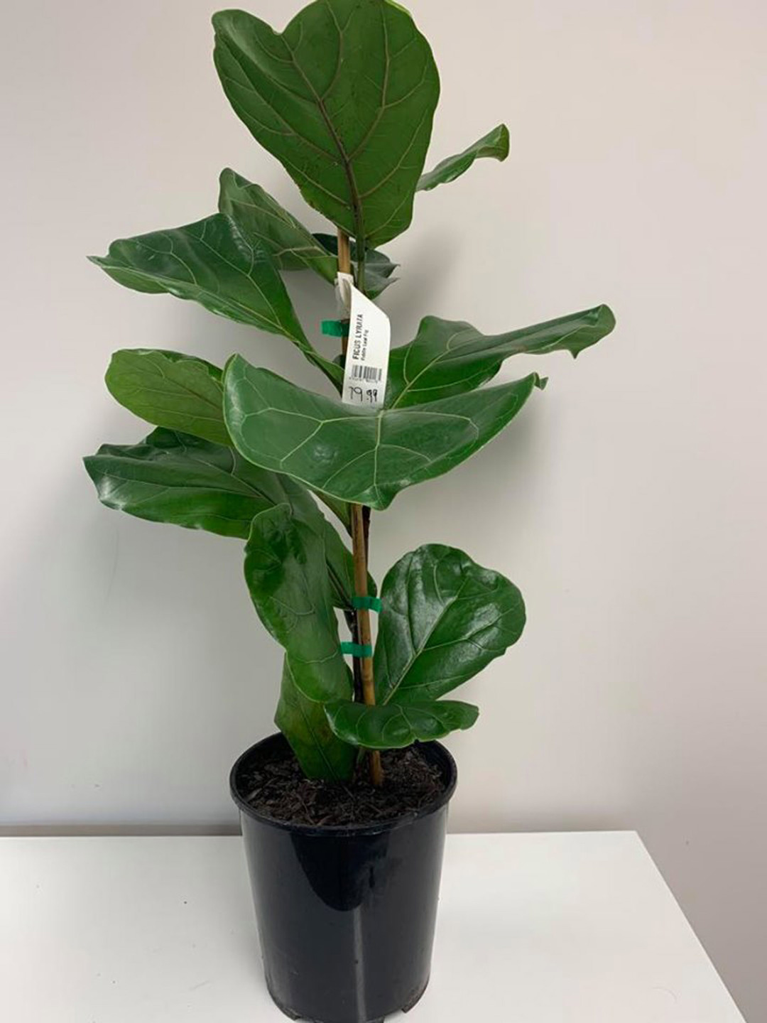 Plantas de interior resistentes 1