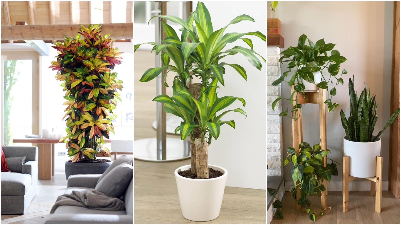 15 Plantas de interior que necesitan poca luz